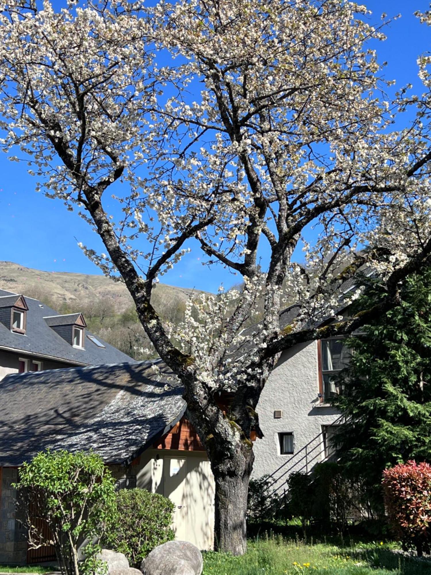 Apparts Au Coeur De St-Lary - Piscine Chauffee Et Sauna 圣拉里苏朗 外观 照片